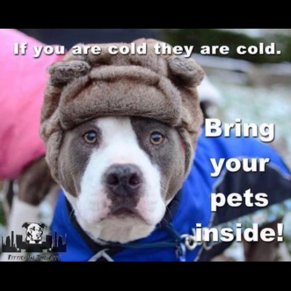🥶 ❄️🧊BRING IN PETS INSIDE IN FRIGID TEMPS!! BESIDES, ITS THE LAW!!🙏🐕🐈‍⬛🐇🐈 - Picture 7 of 14